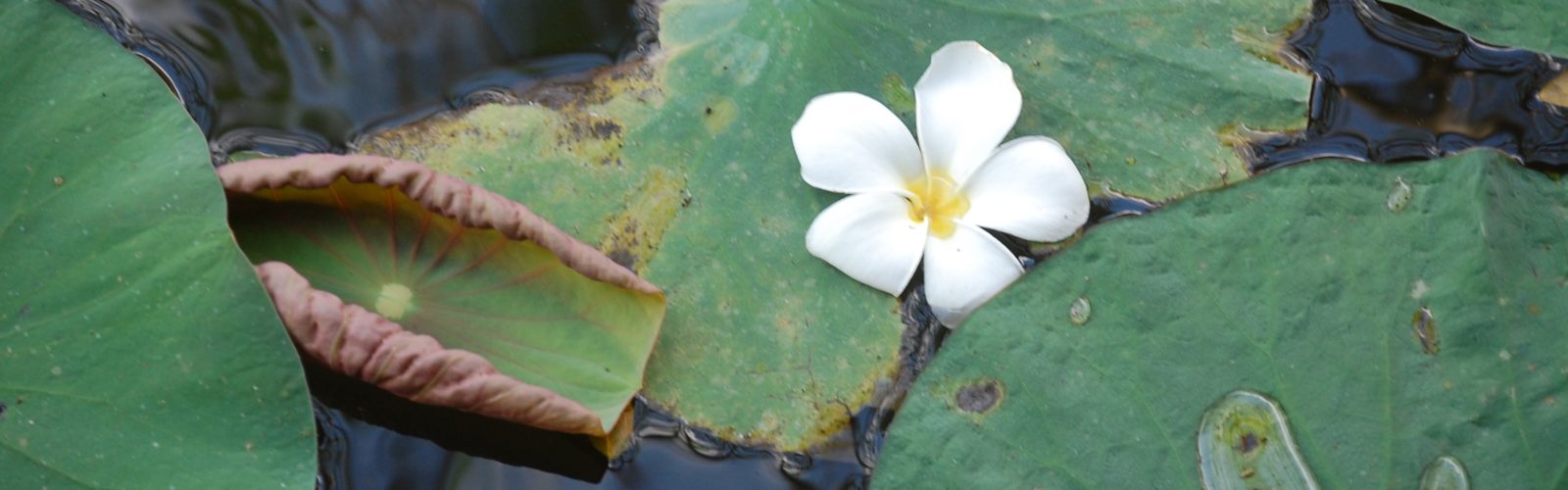 lotus flower